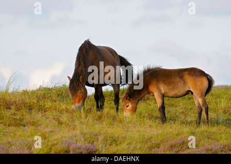 Exmoor Pony (Equus Przewalskii F. Caballus), Stute und Fohlen grasen auf der Wiese, Niederlande, Texel, Duenen von Texel Nationalpark Stockfoto