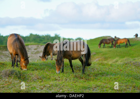 Exmoor Pony (Equus Przewalskii F. Caballus), Herde von Pferden in das Naturschutzgebiet Bollekamer, Niederlande, Texel, Duenen von Texel Nationalpark Weiden Stockfoto