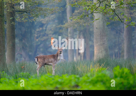 Damhirsch (Dama Dama, Cervus Dama), Hirsch stehend auf einer Lichtung, Deutschland Stockfoto