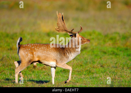 Damhirsch (Dama Dama, Cervus Dama), Hirsch zu Fuß auf einer Wiese, Deutschland Stockfoto