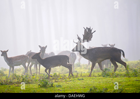 Damhirsch (Dama Dama, Cervus Dama), Hirsch im Morgennebel mit seinem Rudel, Deutschland Stockfoto