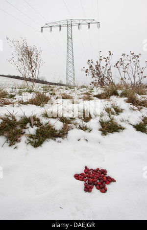 Stern des roten Hagebutten im Schnee liegen, als Natur-Kunst, Deutschland Stockfoto