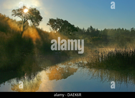 Kork Eiche (Quercus Suber), Korkeichen am Meeresufer im Morgenlicht, Portugal, Alentejo Stockfoto