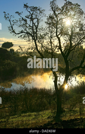 Eiche (Quercus spec.), Eiche am Meeresufer im Morgenlicht, Portugal, Alentejo Stockfoto