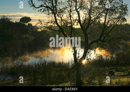 Eiche (Quercus spec.), Eiche am Meeresufer im Morgenlicht, Portugal, Alentejo Stockfoto