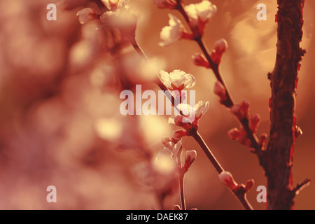 Closeup auf Gewitterwolke Pflaume Frühlingsblüten bei Sonnenuntergang Stockfoto