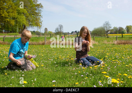 gemeinsamen Löwenzahn (Taraxacum Officinale), Kinder auf einer Wiese sammeln von Wildkräutern für eine Suppe, Deutschland Stockfoto