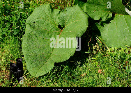 die große Klette (Arctium Lappa), Blattgröße im Vergleich zu ein Fernglas, Deutschland Stockfoto