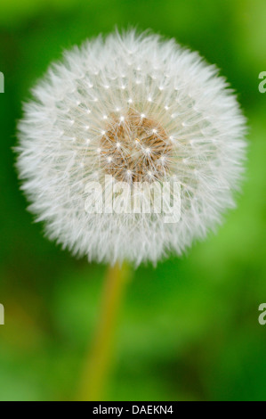 gemeinsamen Löwenzahn (Taraxacum Officinale), Fruchtstand, Deutschland Stockfoto