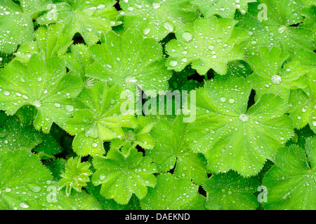 gemeinsame-Frauenmantel (Alchemilla Vulgaris), Blätter mit Regentropfen, Deutschland Stockfoto