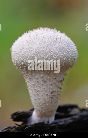 Gemeinsamen Puffball, gewarzt Puffball, Edelstein besetzte Puffball, Teufels Dose (Lycoperdon Perlatum, Lycoperdon Gemmatum) GL−ubigers Körper auf Wald, Boden, Deutschland Stockfoto