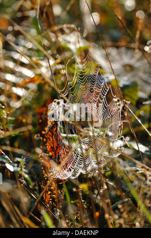 Orbweavers (angulate &amp; Roundshouldered Orbweavers) (Araneus spec.), Spinnennetz bedeckt mit Morgentau, Deutschland Stockfoto