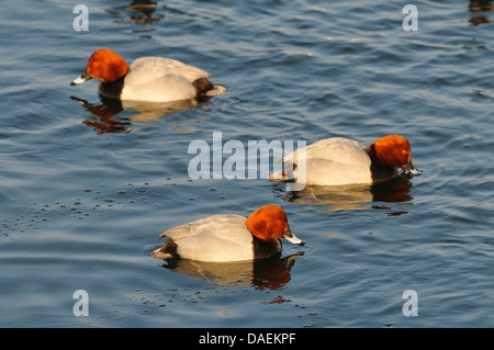 gemeinsamen Tafelenten (Aythya 40-jähriger, Anas 40-jähriger), schwimmen Männchen, Deutschland Stockfoto