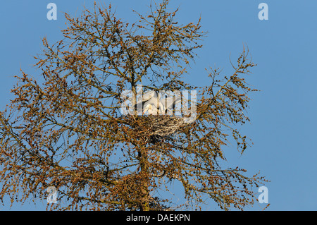 Graureiher (Ardea Cinerea), paar, bauen ein Nest auf einem Baum, Deutschland Stockfoto