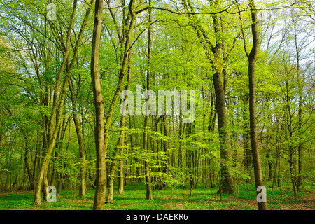 Rotbuche (Fagus Sylvatica), Frühling Wald mit dichten Krautschicht, Deutschland Stockfoto