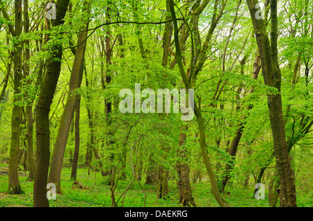 Frühlingswald mit dichten Krautschicht, Deutschland Stockfoto