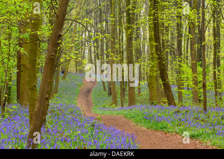 Atlantische Bluebell (Hyacinthoides non-Scripta, Endymion nicht-Scriptus, Scilla non-Scripta), Pfad im Frühholz mit blühenden Glockenblumen, Deutschland Stockfoto