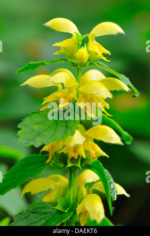 gelbe Toten-Nessel (Lamium Galeobdolon), blühen, Deutschland Stockfoto