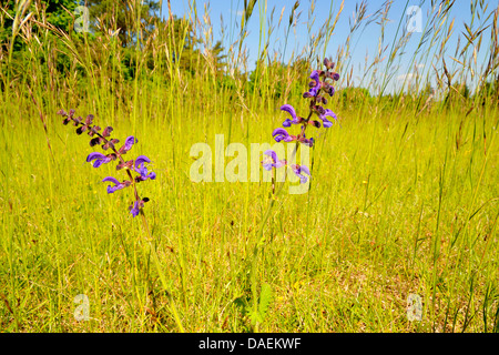 Wiese Clary, Wiesen-Salbei (Salvia Pratensis), blühen Ion eine Wiese, Deutschland Stockfoto