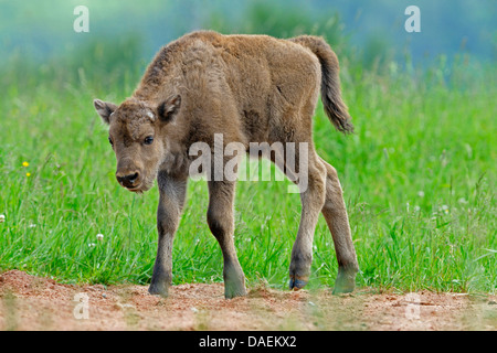 Europäische Bison, Wisent (Bison Bonasus), Tiefland Wisent Kalb auf einer Wiese, Deutschland Stockfoto