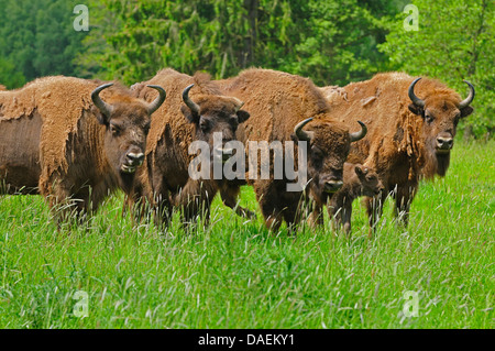 Europäische Bison, Wisent (Bison Bonasus), Herde mit Kalb im hohen Grass, Deutschland Stockfoto