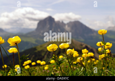 Globeflower (Trollblume Europaeus), blühen in einer Bergwiese, Italien Stockfoto