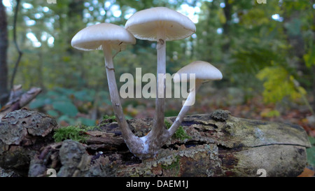 Porzellan-Pilz (Oudemansiella Mucida), auf Totholz im Wald, Deutschland Stockfoto