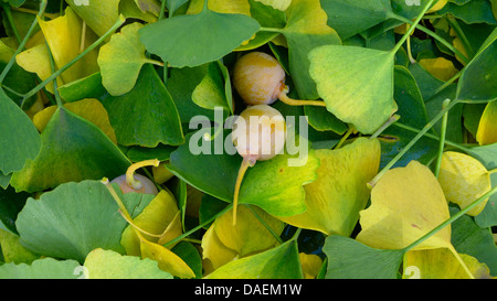 tausend-Baum, Ginkgo-Baum, Ginkgo, Ginko Baum (Ginkgo Biloba), Blätter und Früchte auf dem Boden Stockfoto