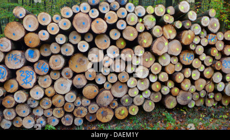 Gemeine Fichte (Picea Abies), Haufen von Holz mit Markierungen, Deutschland, Nordrhein-Westfalen, Sauerland Stockfoto