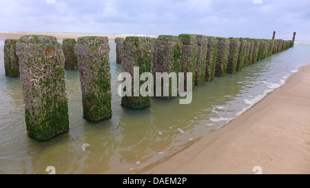 Buhnen mit Muscheln an der Nordsee Küste, Niederlande Stockfoto
