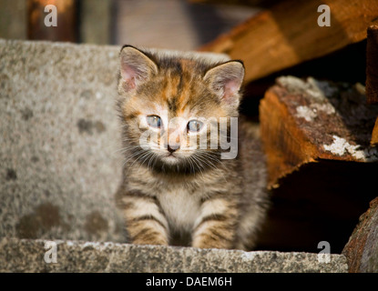 Hauskatze, Hauskatze (Felis Silvestris F. Catus), Kitty sitzt auf der Treppe, Deutschland Stockfoto