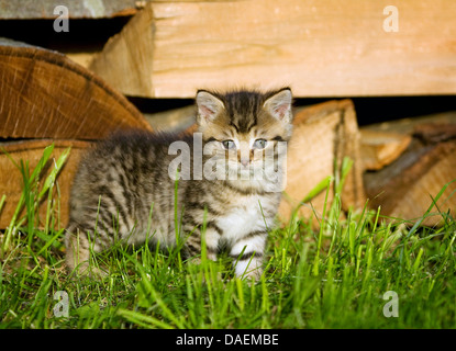 Hauskatze, Hauskatze (Felis Silvestris F. Catus), 4 Wochen alte Kätzchen stehen auf dem Rasen vor einem Haufen Holz, Deutschland Stockfoto