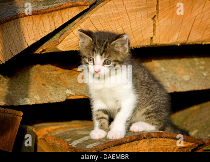 Hauskatze, Hauskatze (Felis Silvestris F. Catus), 4 Wochen alte Kätzchen sitzen auf einem Holzstapel, Deutschland Stockfoto