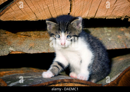 Hauskatze, Hauskatze (Felis Silvestris F. Catus), 4 Wochen alte Kätzchen sitzen auf einem Holzstapel, Deutschland Stockfoto