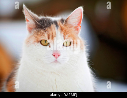 Hauskatze, Hauskatze (Felis Silvestris F. Catus), Portrait einer drei farbige Katze, Deutschland Stockfoto