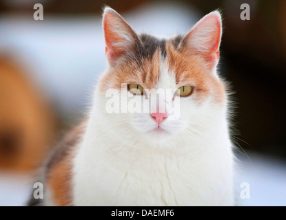 Hauskatze, Hauskatze (Felis Silvestris F. Catus), Portrait einer drei farbige Katze, Deutschland Stockfoto