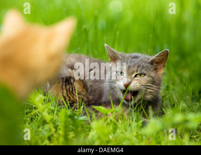 Hauskatze, Hauskatze (Felis Silvestris F. Catus) Katze schützen ihr Kätzchen und knurrend auf einer anderen Katze, Deutschland Stockfoto