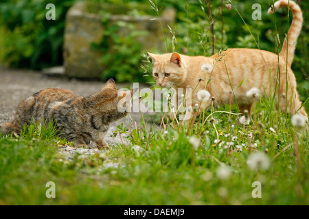 Hauskatze, Hauskatze (Felis Silvestris F. Catus), begrüßen einander im Garten, Deutschland Stockfoto