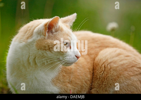 Hauskatze, Hauskatze (Felis Silvestris F. Catus), Blick nach hinten, Deutschland Stockfoto