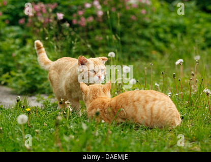 Hauskatze, Hauskatze (Felis Silvestris F. Catus), zwei rote Katzen begrüßen einander im Garten, Deutschland Stockfoto