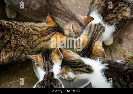 Hauskatze, Hauskatze (Felis Silvestris F. Catus), fünf Personen, die Fütterung, Deutschland Stockfoto