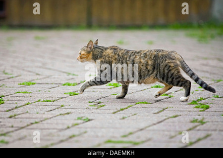 Hauskatze, Hauskatze (Felis Silvestris F. Catus), schwangere Katze zu Fuß über einen Hof, Deutschland Stockfoto