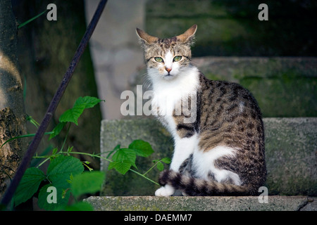 Hauskatze, Hauskatze (Felis Silvestris F. Catus), sitzt auf der Treppe in einem Garten, Deutschland Stockfoto