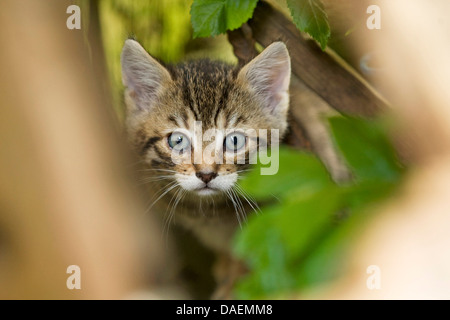 Hauskatze, Hauskatze (Felis Silvestris F. Catus), ängstliche Kätzchen in seinem Versteck, Deutschland Stockfoto