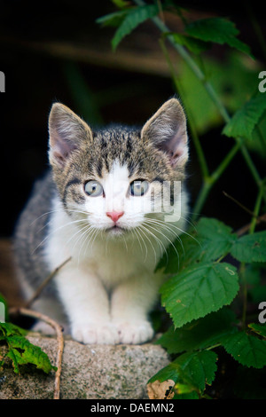 Hauskatze, Hauskatze (Felis Silvestris F. Catus), grauen und weißen Kätzchen sitzen auf einer Mauer auf die Kamera mit weit geöffneten Augen Deutschland Stockfoto