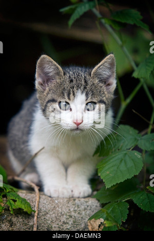 Hauskatze, Hauskatze (Felis Silvestris F. Catus), grauen und weißen Kätzchen sitzt auf einer Mauer auf die Kamera, Deutschland Stockfoto