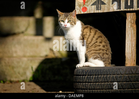 Hauskatze, Hauskatze (Felis Silvestris F. Catus) auf einen alten Reifen, Deutschland Stockfoto