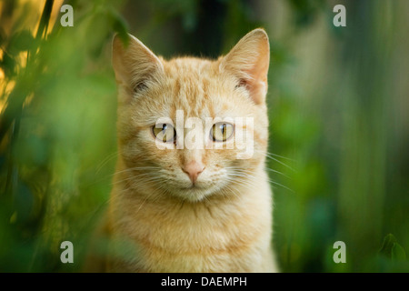Hauskatze, Hauskatze (Felis Silvestris F. Catus), sitzen auf hohen Rasen, Deutschland Stockfoto