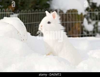 Löwenkopf Kaninchen (Oryctolagus Cuniculus F. Domestica), weiße Kaninchen sitzen im Schnee, Deutschland Stockfoto