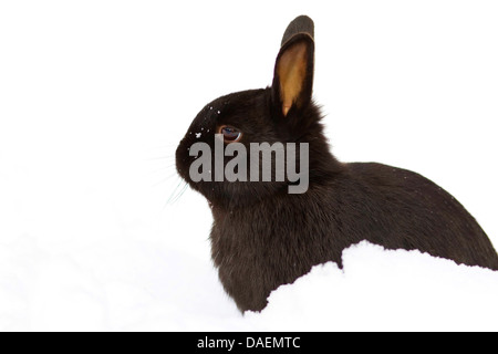 Zwerg Kaninchen (Oryctolagus Cuniculus F. Domestica), schwarze Kaninchen sitzen im Schnee, Deutschland Stockfoto